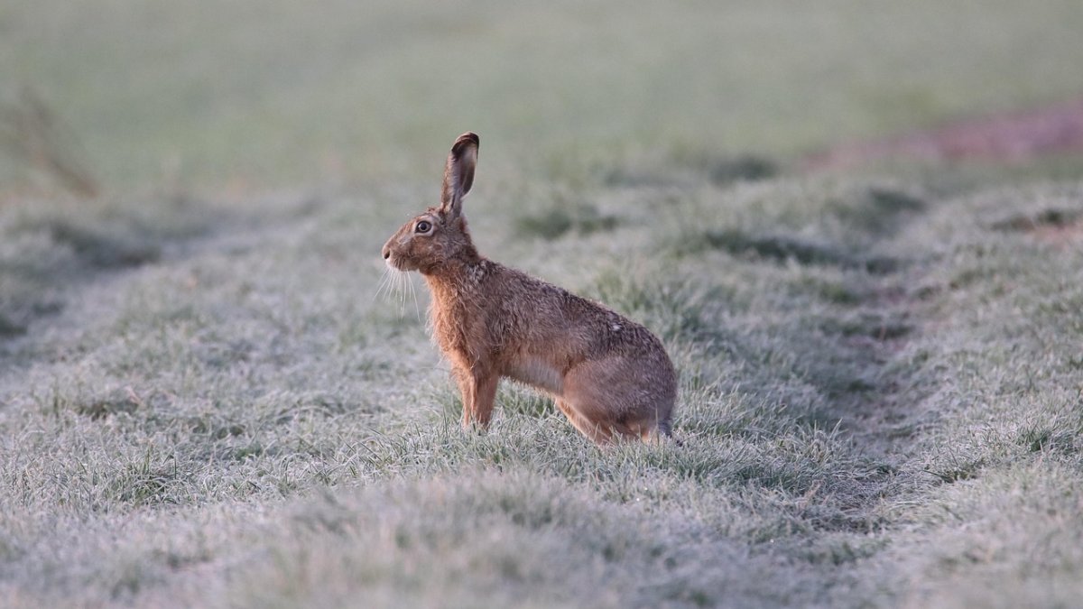 Zajíc, ilustrační fotografie. 