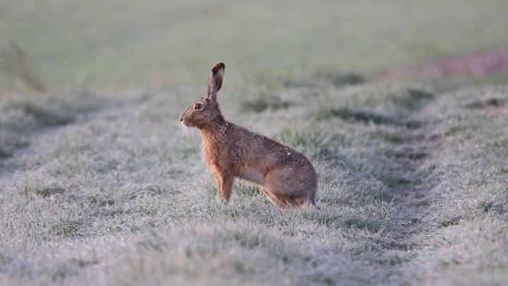 Zajíc, ilustrační fotografie. 