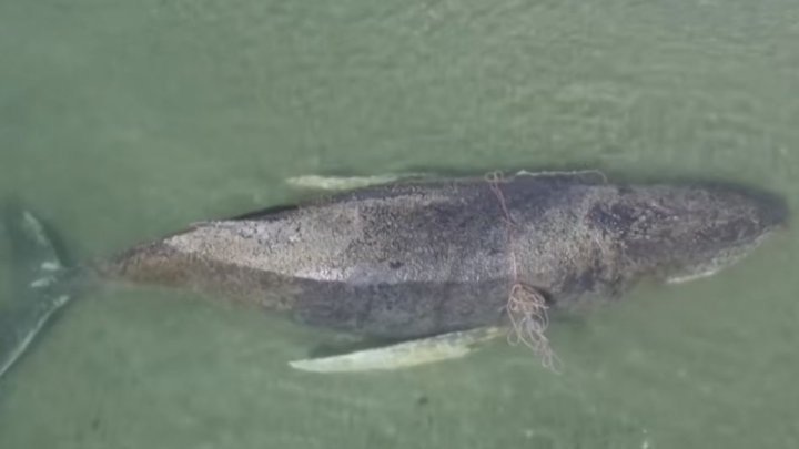 Velryba uvízla na mělčině na pobřeží Baltského moře